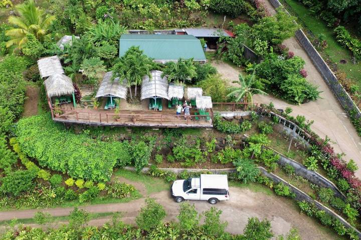 a close up of a garden