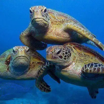 Sea turtles swimming underwater on Tahiti
