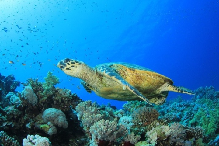 a turtle swimming under water